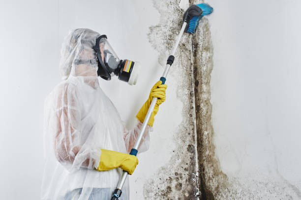 Best Crawl Space Mold Removal  in Erie, IL