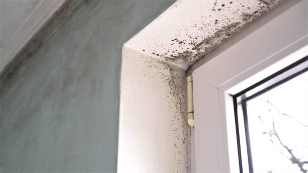 Attic Mold Removal in Erie, IL