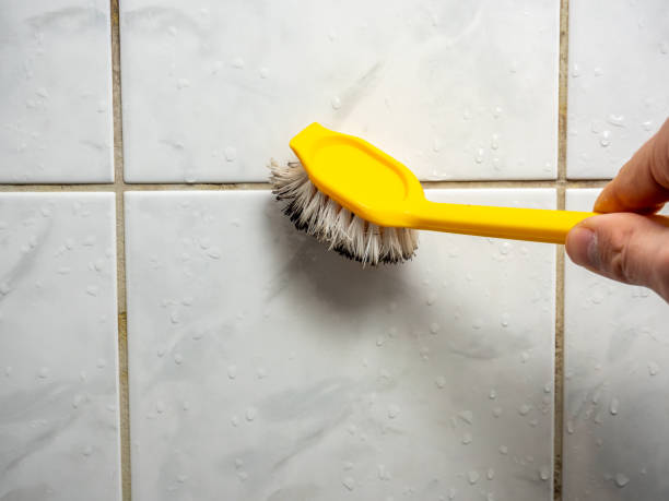  Erie, IL Mold Removal Pros