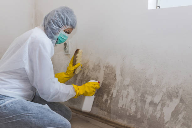 Best Residential Mold Removal  in Erie, IL