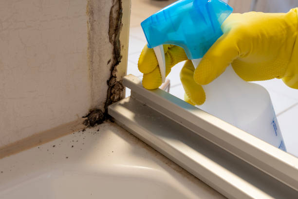 Best Commercial Mold Removal  in Erie, IL