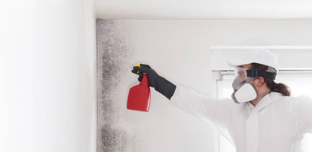 Best Residential Mold Removal  in Erie, IL