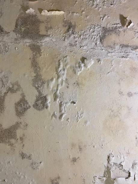 Professional Mold Removal in Erie, IL